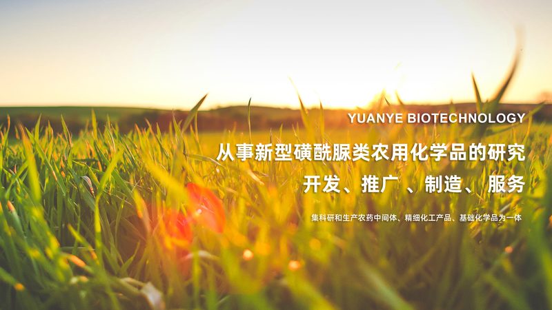 小鼠组织磷酸化抗体WB实验，你注意到了这些细节吗？**